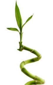 bamboo_1